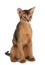 Abyssinian young cat isolated on white background