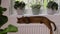 Abyssinian young cat lies on the windowsill. Beautiful purebred short haired kitten