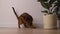 Abyssinian young cat play near a house plant. Beautiful purebred short haired kitten
