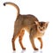 Abysyn thoroughbred cat on a white background. Purebred cat. Well-groomed kitten. Pet, comfort and calm concept.