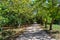 The acacia alley in the autumn Park.