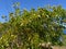 Acacia aneura also called mulga, true mulga, akasia with a natural background
