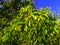 Acacia aneura also called mulga, true mulga, akasia with a natural background