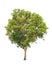 Acacia auriculiformis, tropical tree isolated