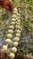 Acacia Babul tree pods on the branches, close up image