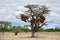 Acacia with big nest. Namibia