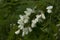 Acacia blossoms