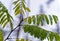 Acacia branch with raindrops on leaves