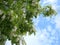 Acacia branch Robinia pseudoacacia is abundant blooming with white flowers. False acacia.