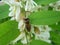 Acacia branch Robinia pseudoacacia is abundant blooming with white flowers. False acacia.