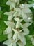 Acacia branch Robinia pseudoacacia is abundant blooming with white flowers. False acacia.