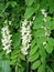 Acacia branch Robinia pseudoacacia is abundant blooming with white flowers. False acacia.