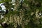 Acacia branches are strewn with a large number of clusters with white flowers among green leaves