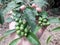 Acacia bulb or Acacia nilotica has round green fruit