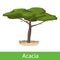 Acacia cartoon tree