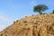 Acacia, commonly known as the wattles or acacias, in desert Negev