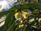 Acacia Confuse Tree Blossoming in Waimea Canyon on Kauai Island, Hawaii.