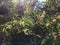 Acacia Confuse Tree Blossoming in Waimea Canyon on Kauai Island, Hawaii.