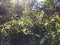 Acacia Confuse Tree Blossoming in Waimea Canyon on Kauai Island, Hawaii.