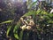 Acacia Confuse Tree Blossoming in Waimea Canyon on Kauai Island, Hawaii.