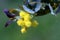 Acacia cultriformis flower, acacia native to Australia