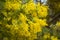 Acacia cultriformis yellow flowers