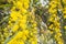 Acacia dealbata flower (silver wattle, blue wattle or mimosa)