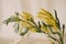 Acacia dealbata holiday vase flowers freshness bright