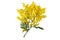 Acacia dealbata or mimosa yellow flowers isolated on white