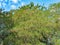 Acacia Is Densely Covered with Ripe Pods - The Fruits of Autumn in One of the Parks of the City of Odessa