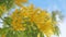 Acacia Derwentii With Yellow Flowers - Symbol Of Spring And Womens Holiday. Sunny Sprinttime Nature Background. Close up