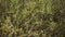 Acacia dodonaeifolia globular yellow flower heads on green leaves background in spring