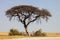 Acacia in the Etosha National Park, Namibia