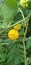 Acacia farnesiana || Acacia karroo Hayne yellow flower and green leaf