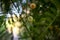 Acacia farnesiana blooming in Turkish forest