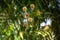 Acacia farnesiana blooming in Turkish forest