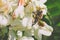 Acacia flower with bee