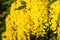 Acacia flower yellow detail photo...