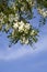 Acacia flowers