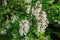 Acacia flowers Italian parks and gardens