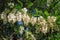 Acacia flowers Italian parks and gardens