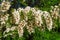 Acacia flowers Italian parks and gardens