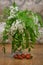 Acacia flowers stand in a vase on a table, nearby lies strawberries