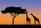 Acacia and giraffes silhouette