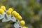 Acacia Glaucoptera Flat Wattle Close Up