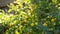 Acacia glaucoptera yellow flowers, California USA. Australian endemic flat or clay wattle, unusual unique original