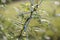 Acacia karoo or Sweet Thorn tree closeup of a branch