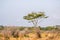 Acacia killing Tree