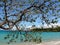 Acacia koaia on a beach