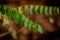 Acacia leaves in the autumn park, blurred background